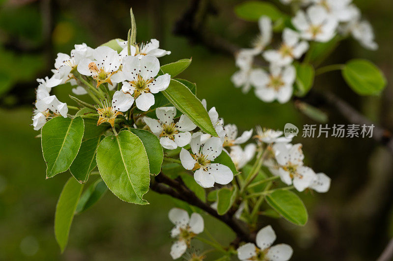 梨树(Pyrus communis)在花园里开花